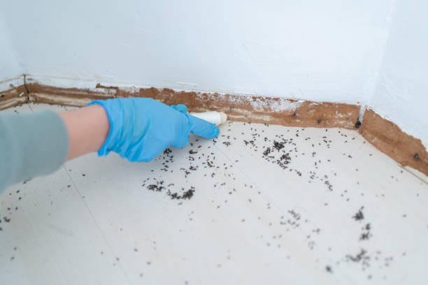 Best Termite Inspection and Treatment  in East Farmingdale, NY